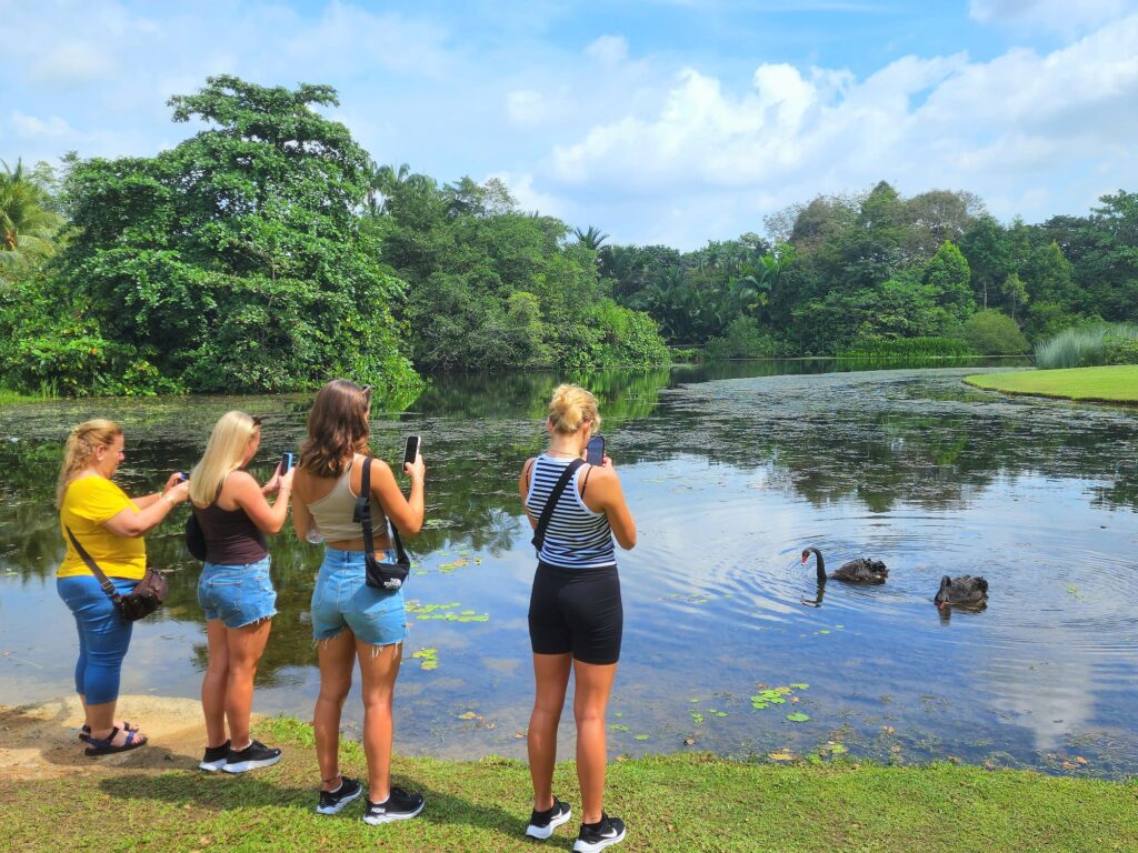 botanic gardens black swam singapore
