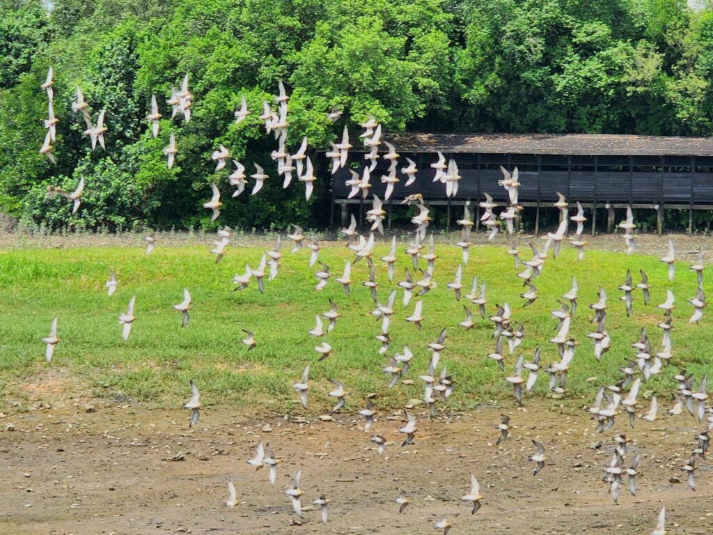 sungei boleh wetland reserve bird watching singapore