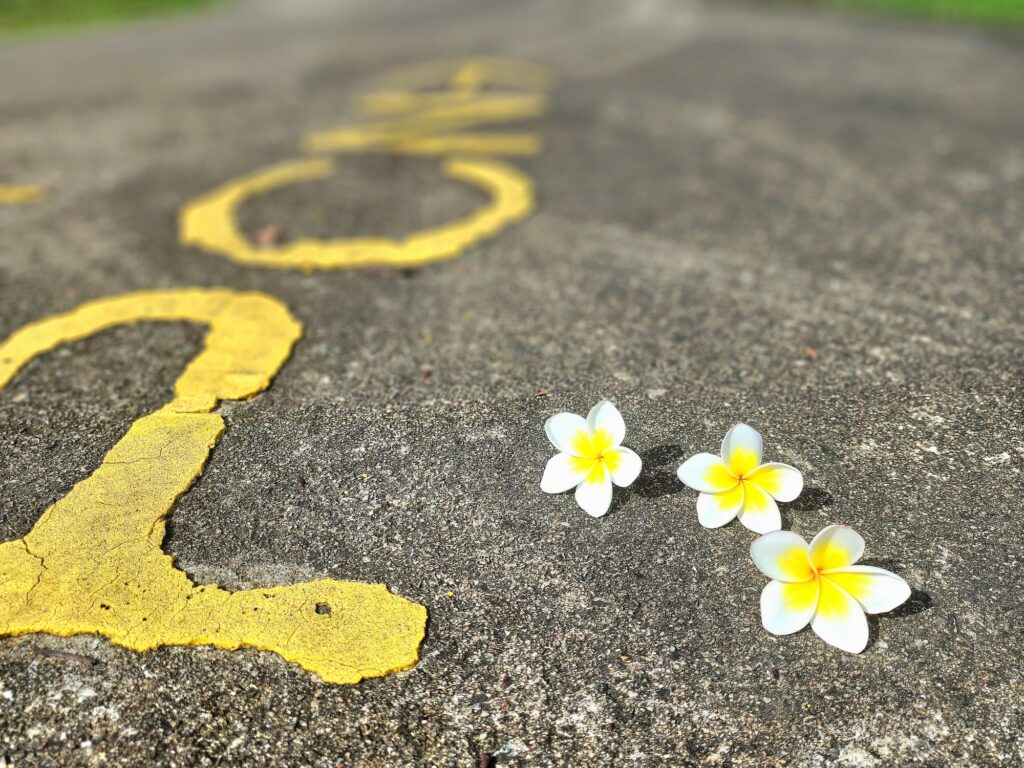 pcn park connector network singapore