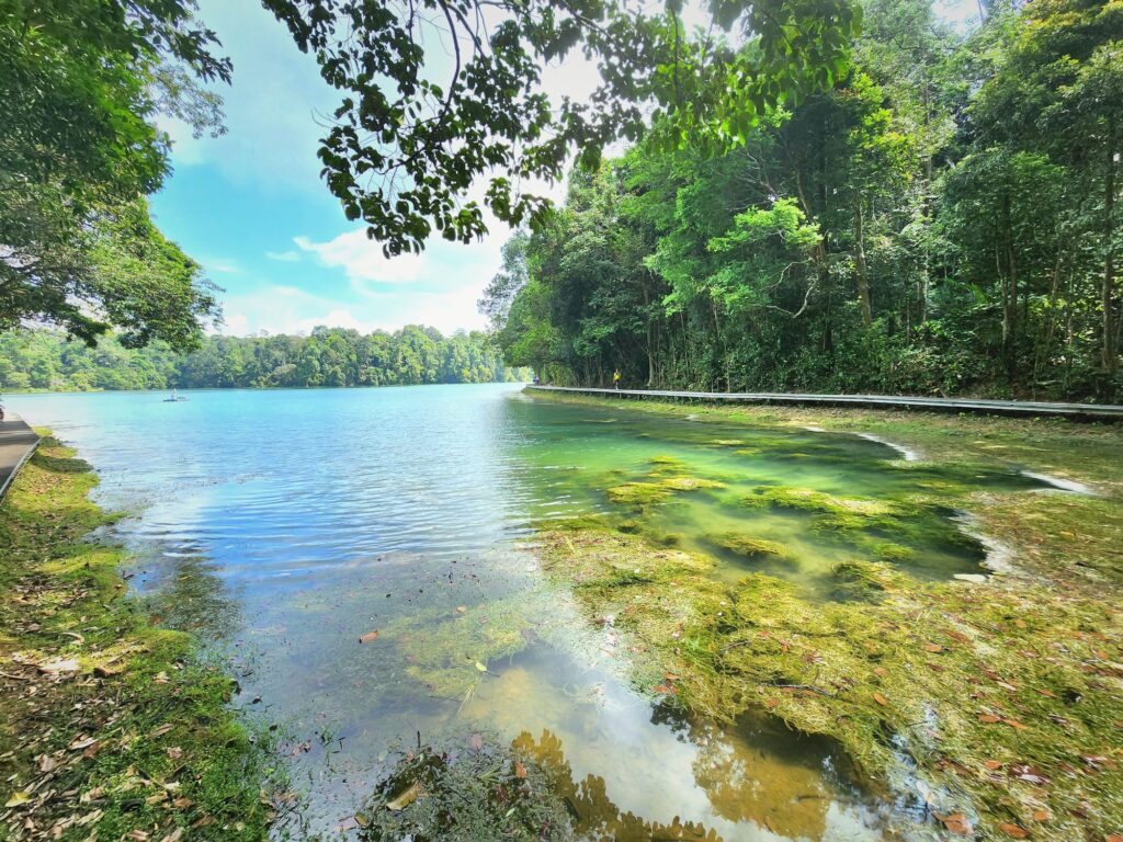 macritchie reservoir singapore