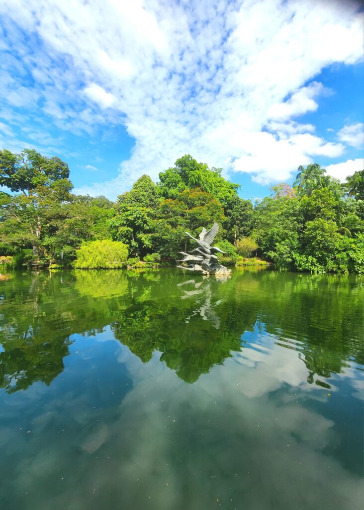botanic gardens swam lake singapore