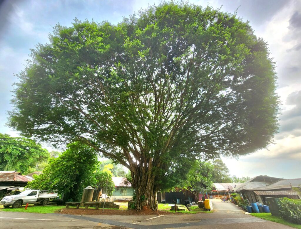 pulau ubin tree singapore