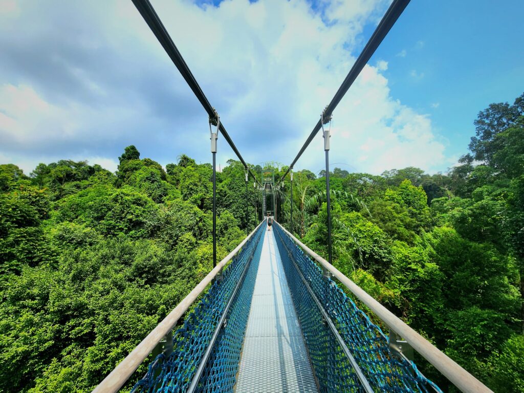 macritchie tree top bridge singapore