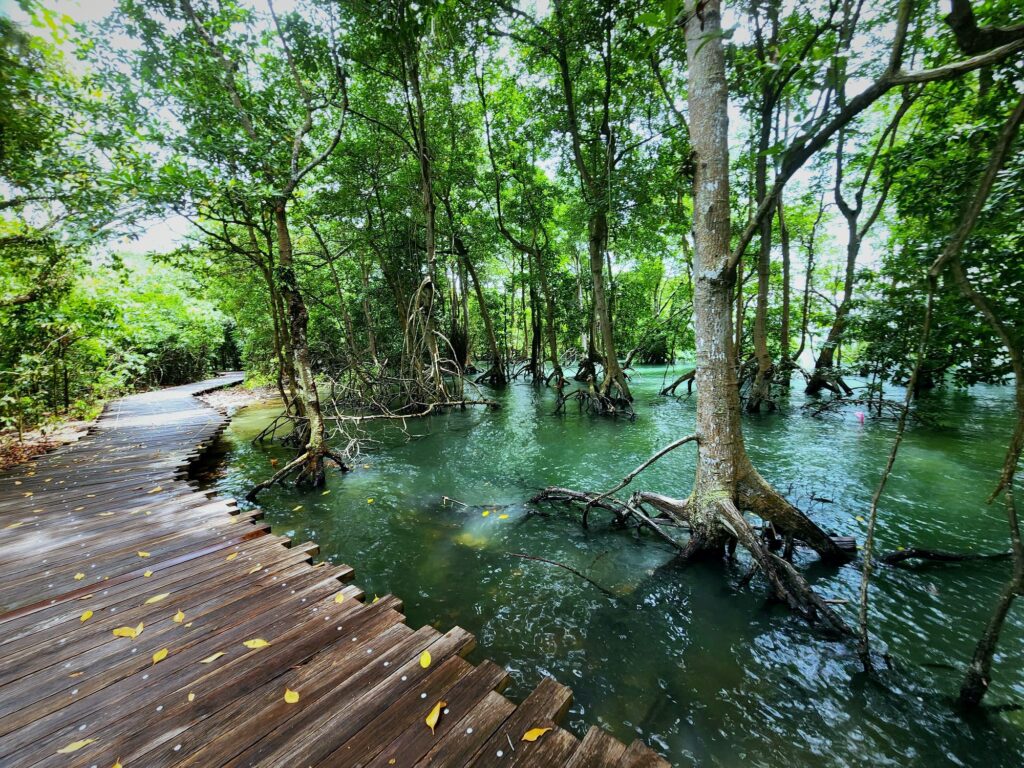 pulau ubin mangrove swamp singapore
